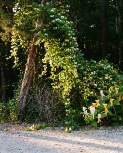 honeysuckle gallery japanese woods edge evening