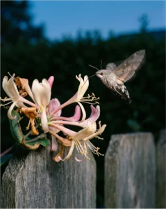 honeysuckle gallery sphinx moth dusk
