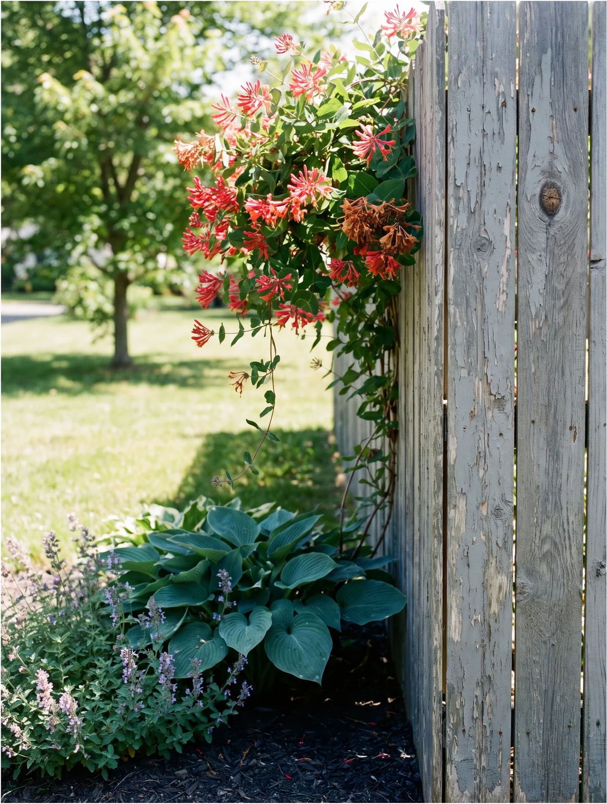 A honeysuckle vine in full sun on a fence top with its base shaded by a clump of perennials