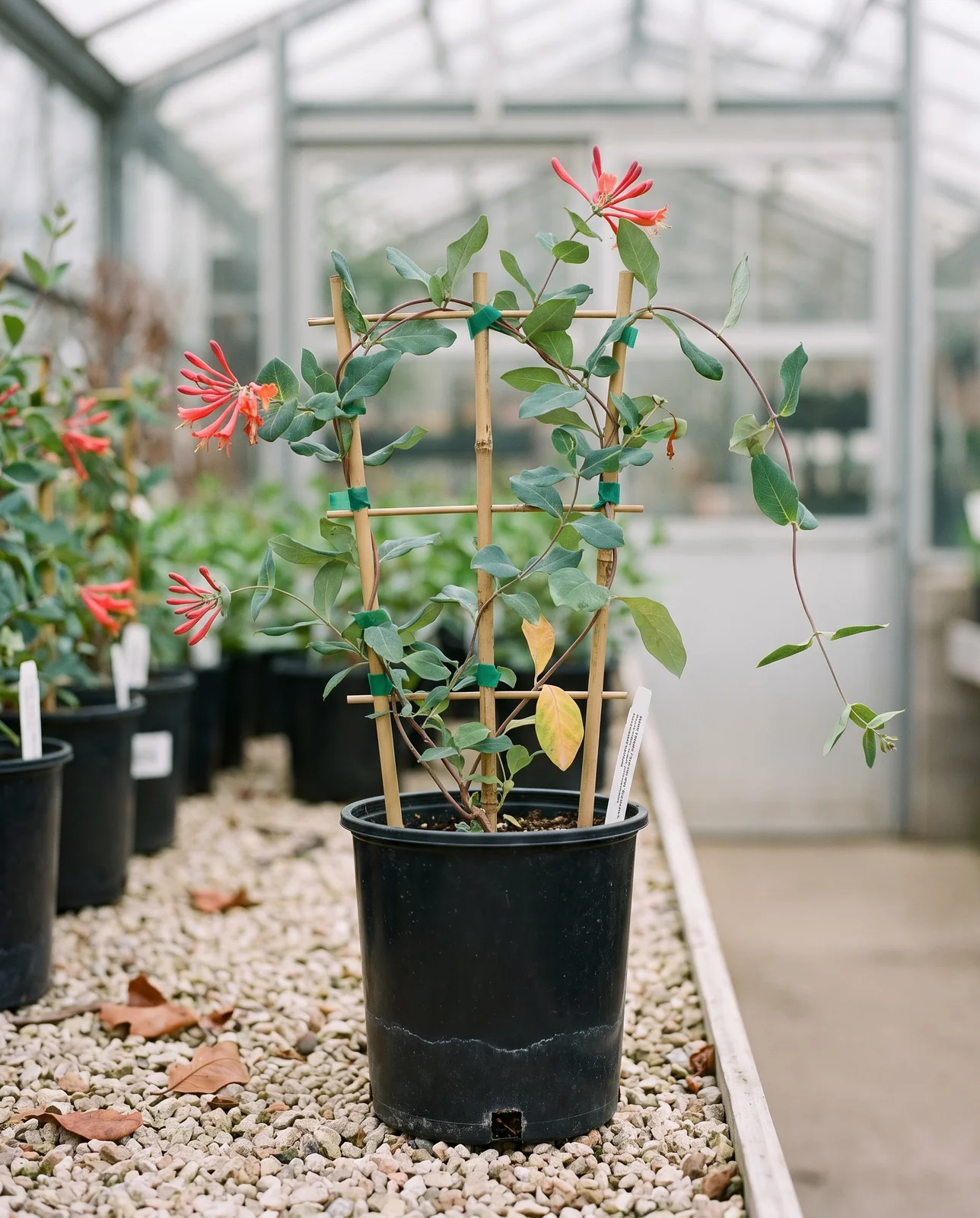 A nursery honeysuckle in a black pot with a small bamboo trellis standing on a gravel bench in spring