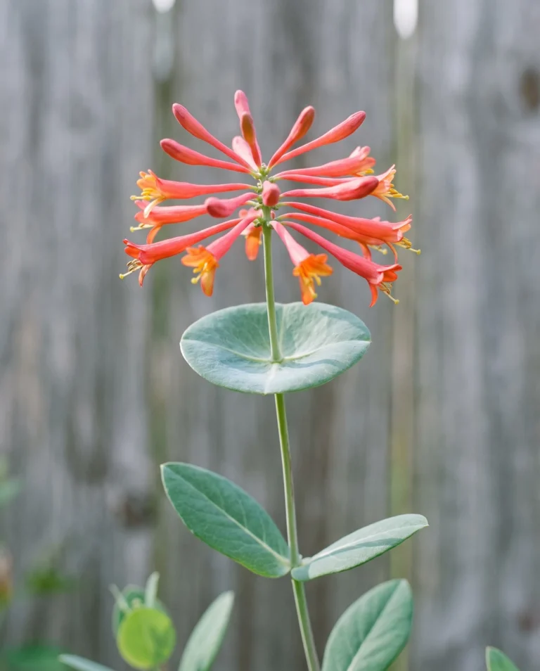 Coral honeysuckle close view with a tip cluster of red tubular flowers above a pair of leaves fused around the stem