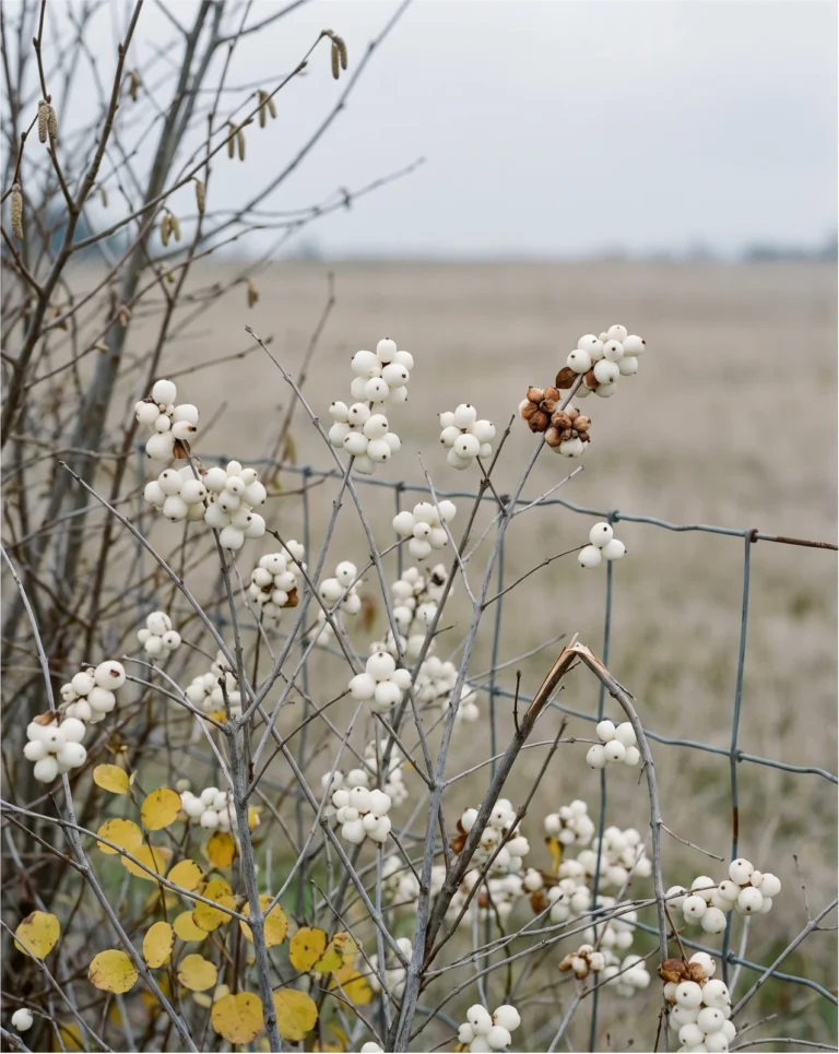 Snowberry shrub with clusters of white waxy berries on bare twigs against a grey autumn hedgerow