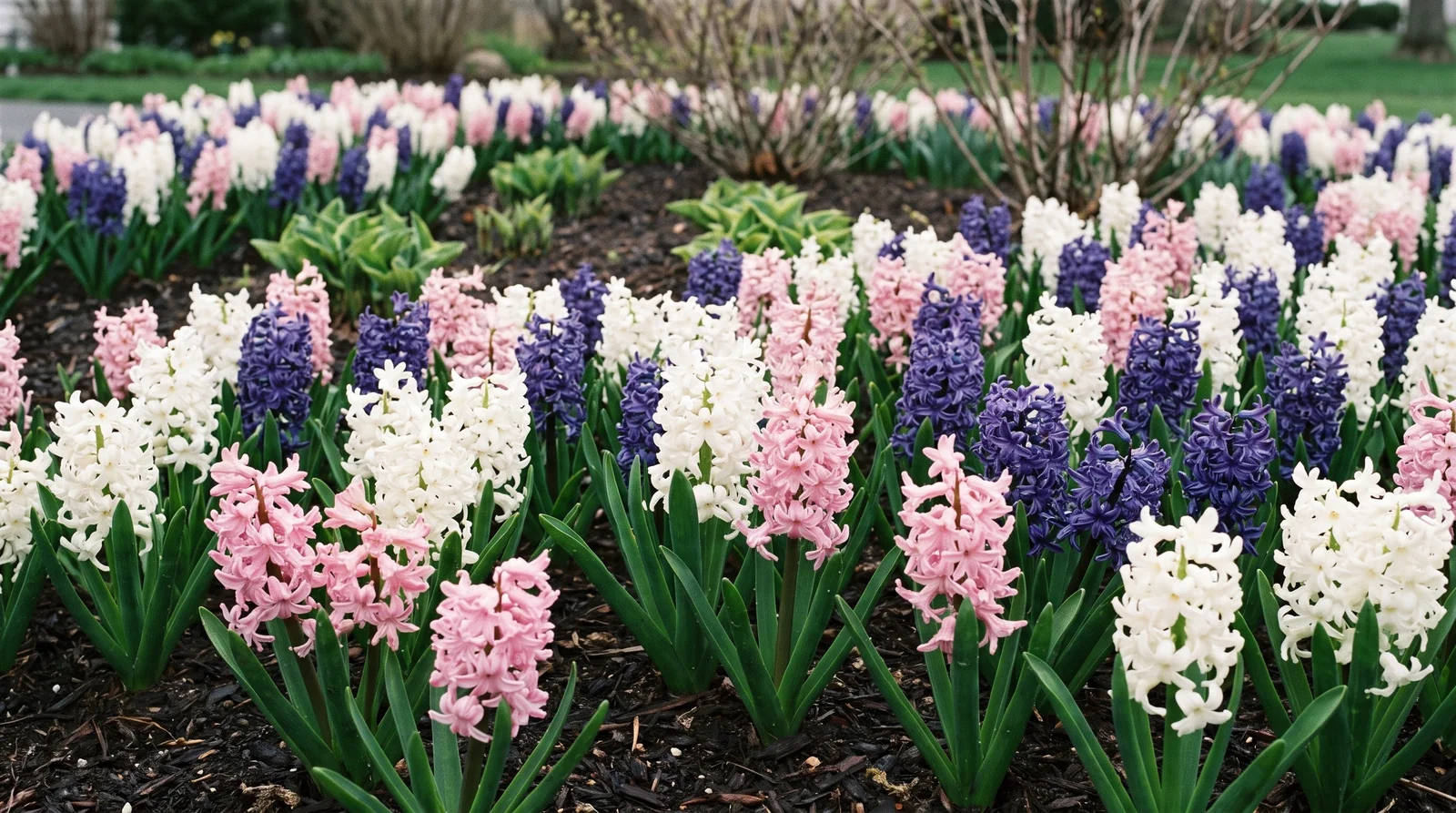 Wide suburban flower bed with mixed hyacinths blooming in early spring.