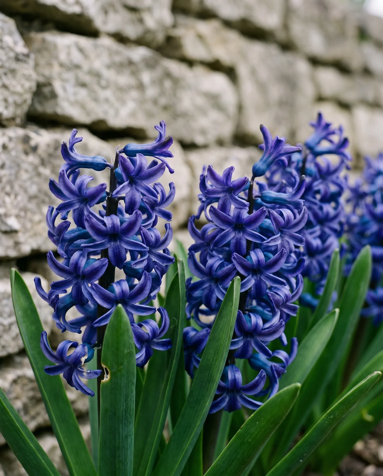 Row of deep blue hyacinth flower spikes against a stone wall.
