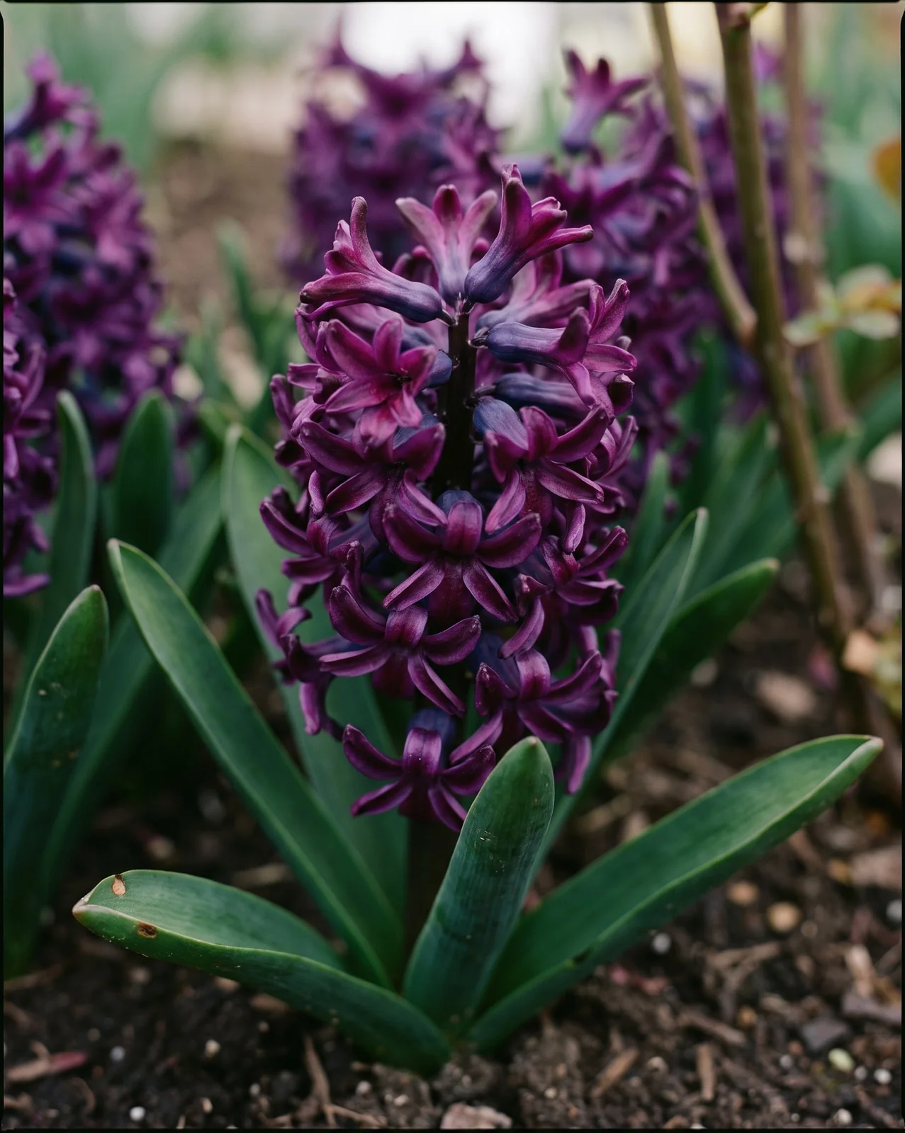 Rich purple hyacinth flowers blooming in a cutting garden bed.