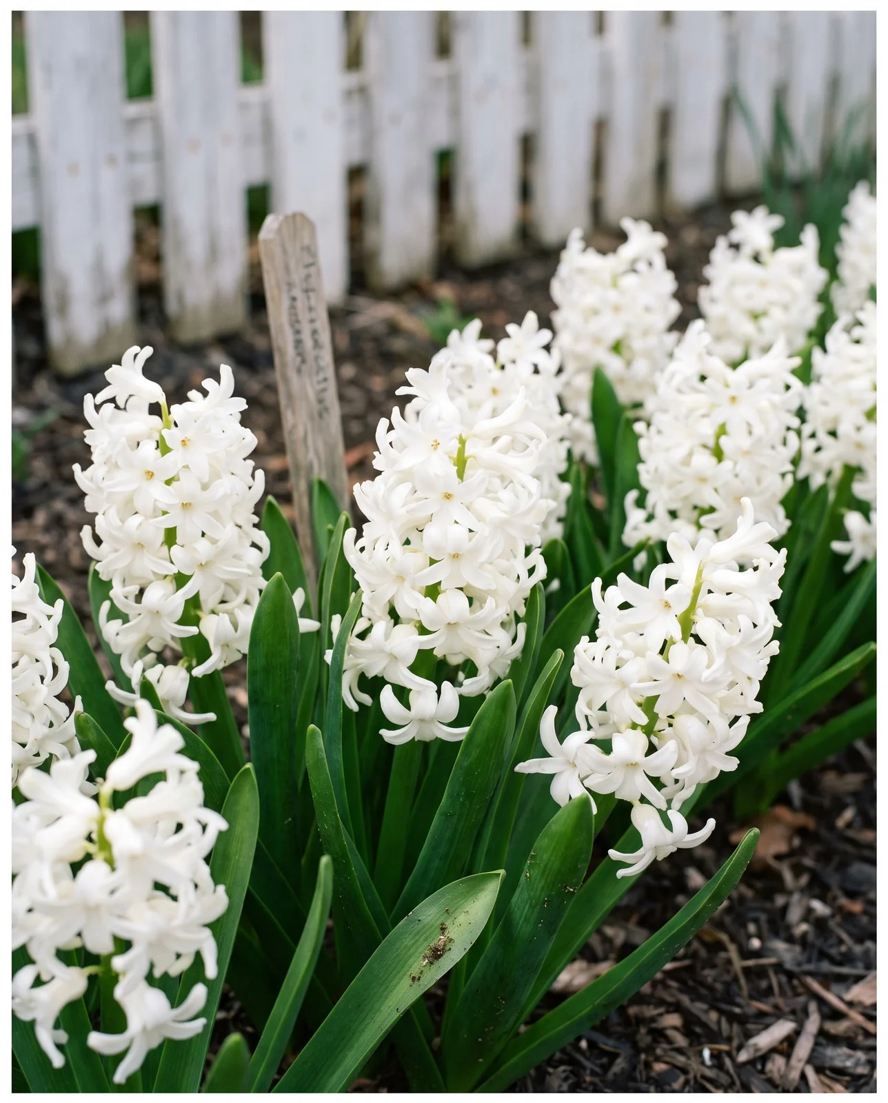 Pure white hyacinth spikes blooming near a white wooden picket fence.