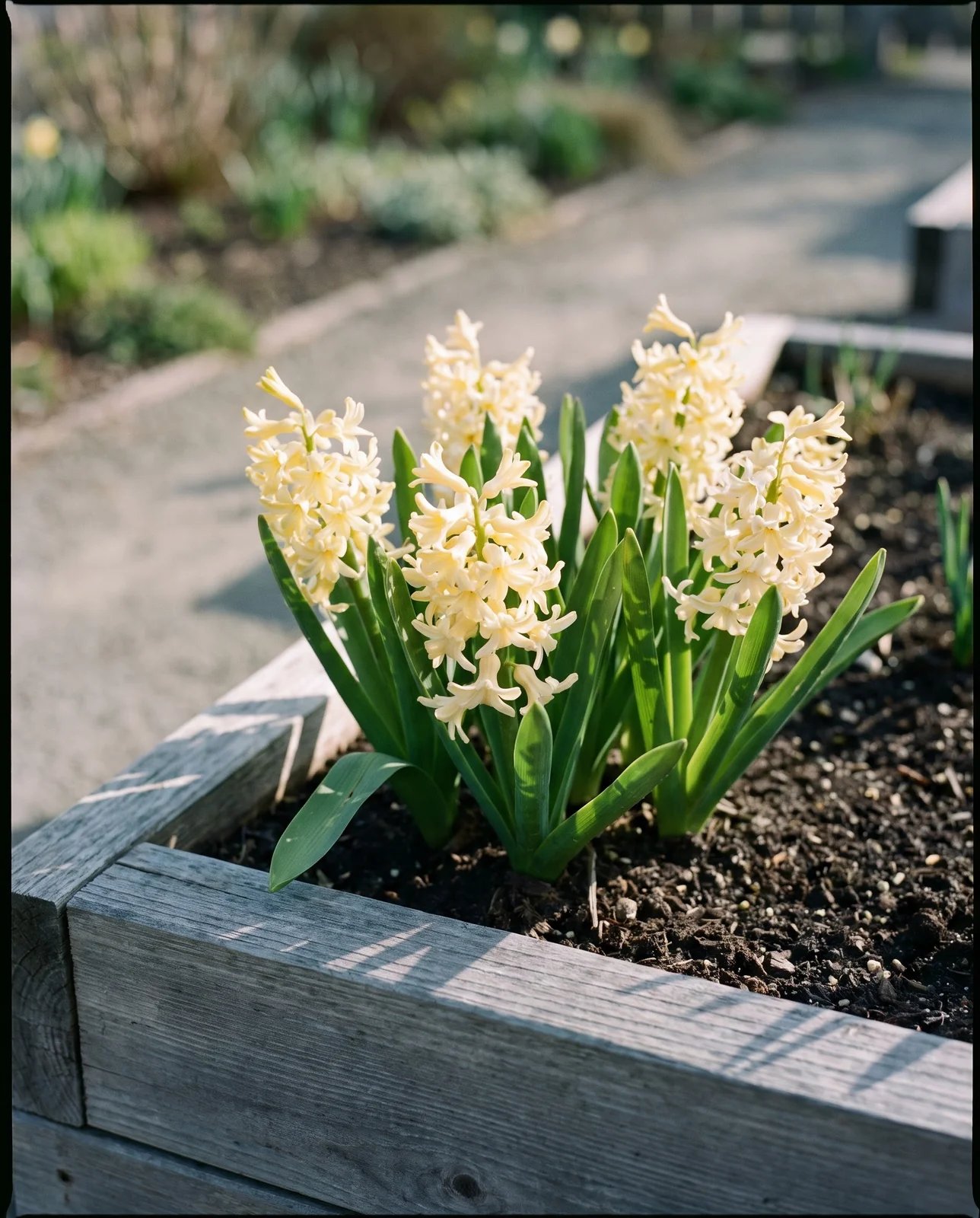 Soft buttery yellow hyacinth flowers in a raised wooden garden bed.