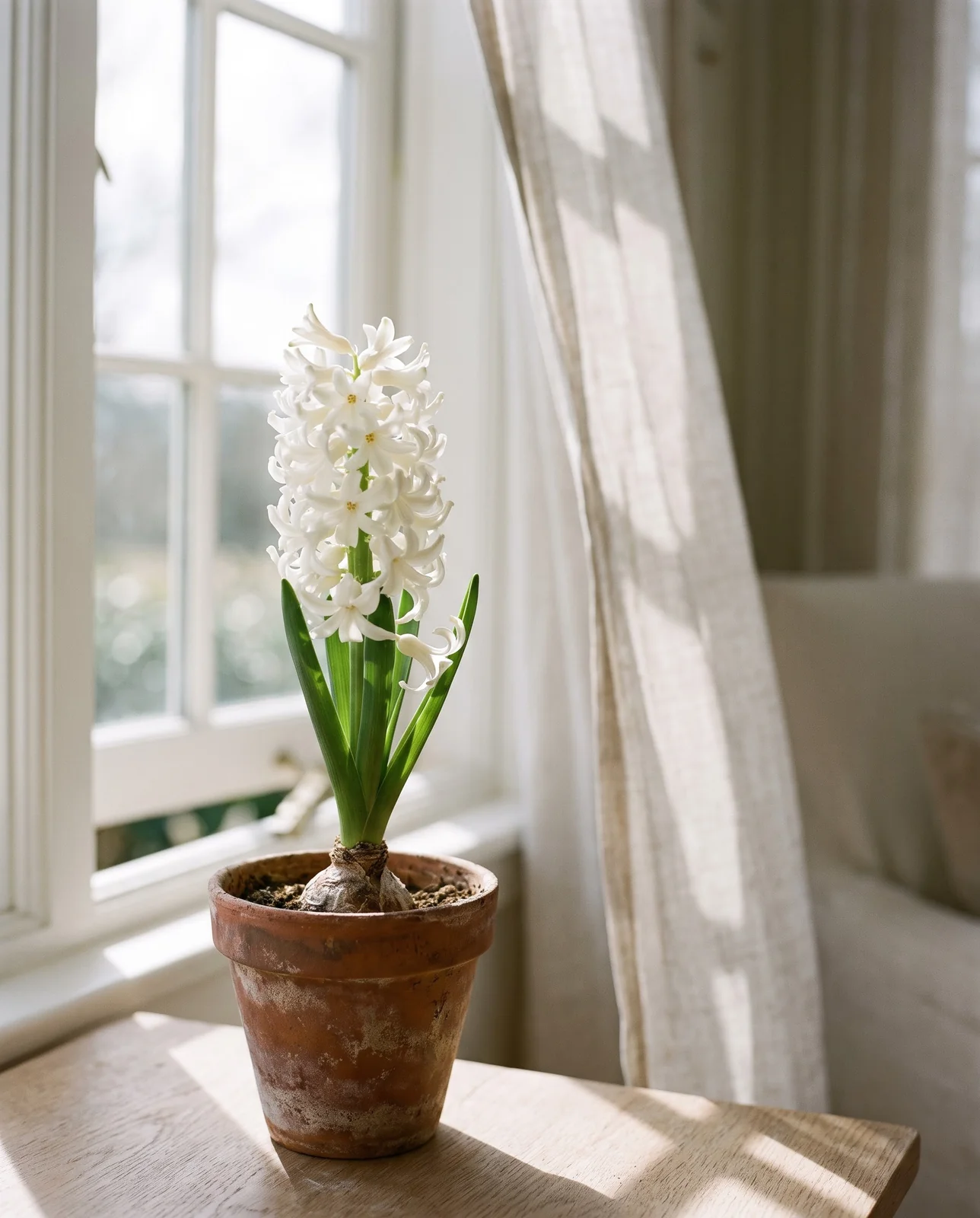 Single potted hyacinth blooming indoors by a breezy sunlit window.