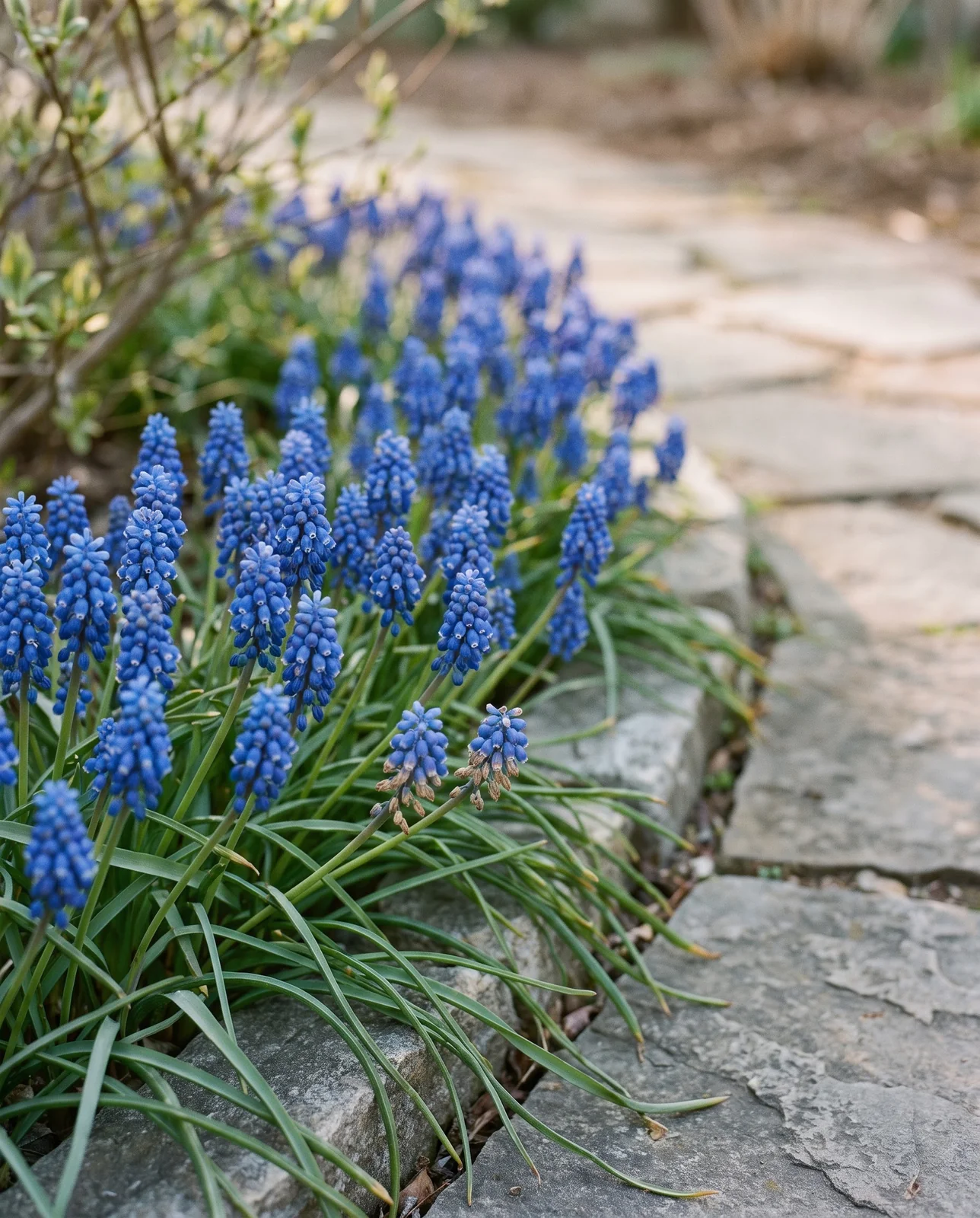 Low clusters of grape hyacinth Muscari flowers bordering a stone path.