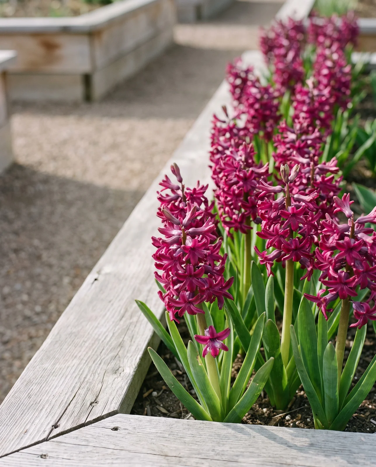 Row of blooming hyacinths along a wooden raised garden bed edge.