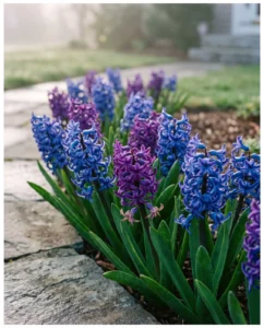 Hyacinth flower