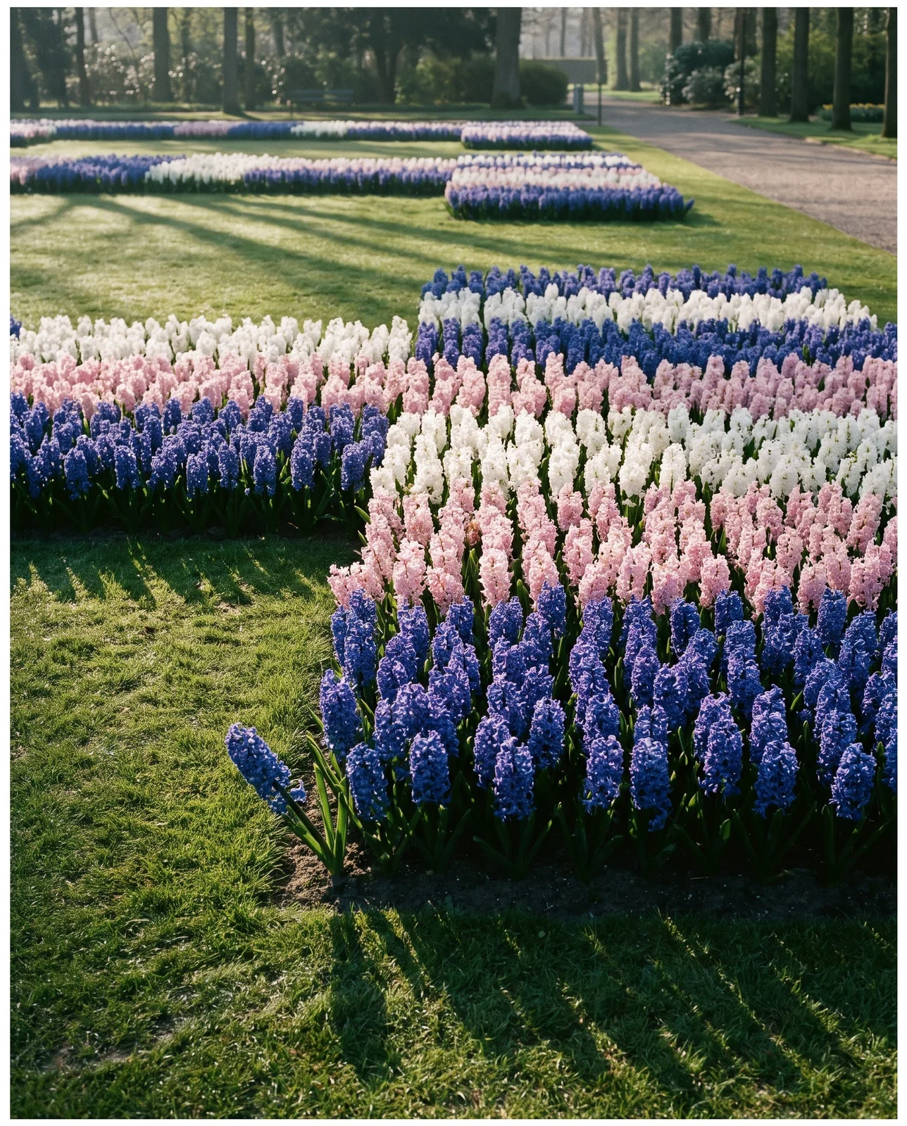 Formal geometric public garden display of massed colorful hyacinth beds.