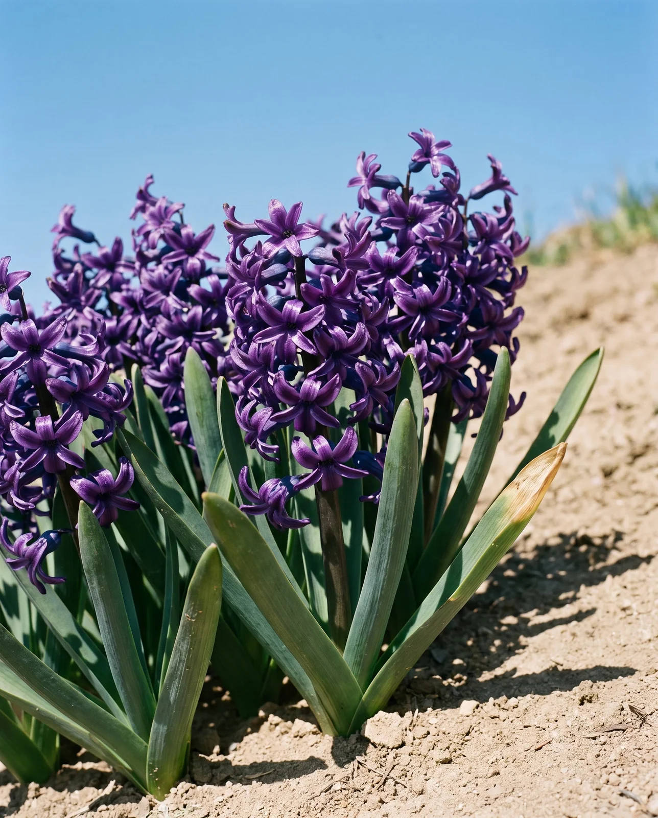 Deep purple hyacinths standing erect in bright direct sunlight on a slope.