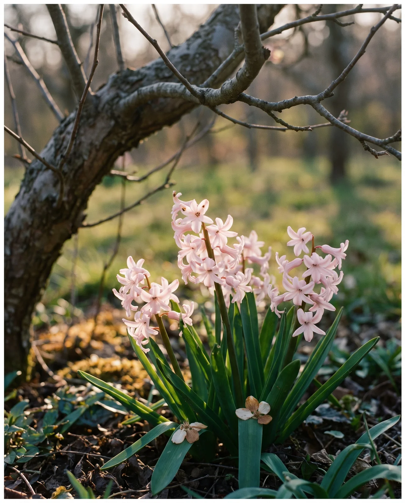 Pale pink hyacinths growing in dappled shade beneath a deciduous tree.