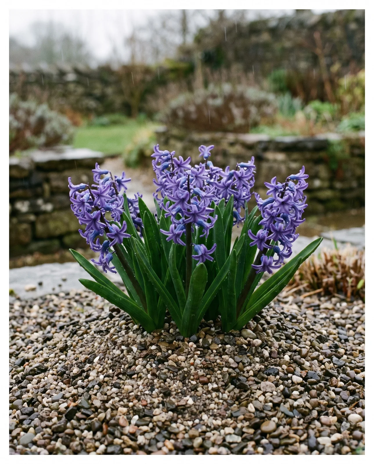 Healthy upright hyacinth spikes thriving on a raised gravel garden mound.