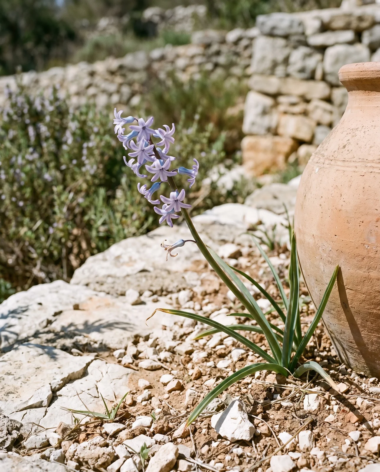 Wild-type Hyacinthus orientalis spikes growing in Mediterranean rocky soil.