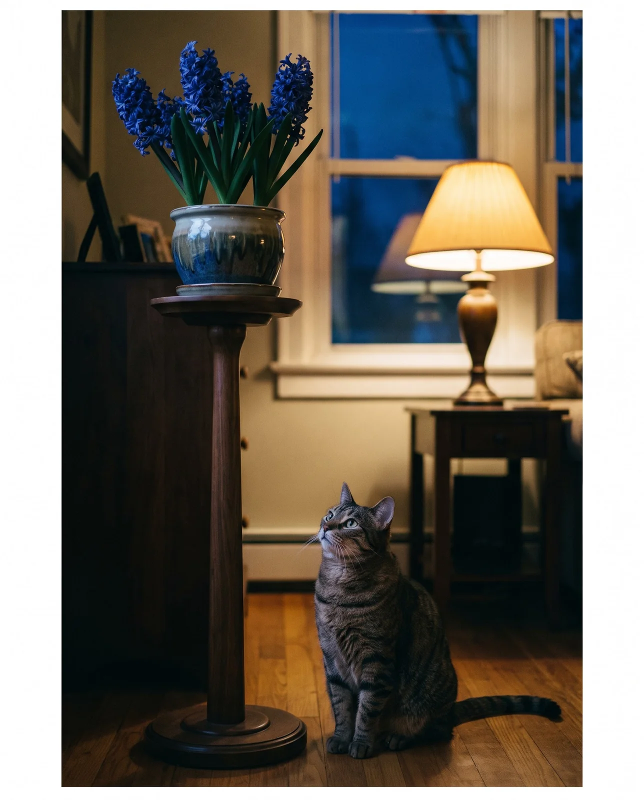 Potted hyacinth on high pedestal with cat watching from the floor.