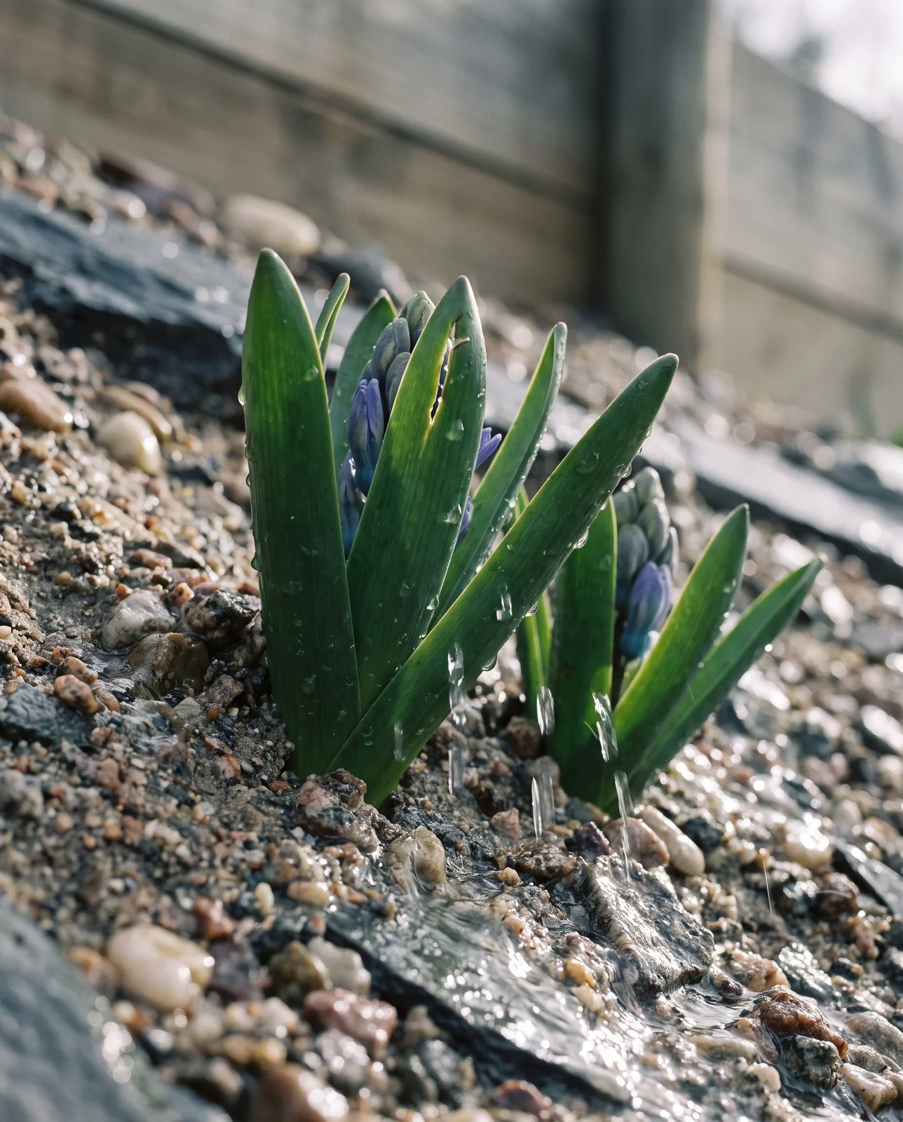 Rainwater running freely through gravel soil around emerging hyacinth shoots.