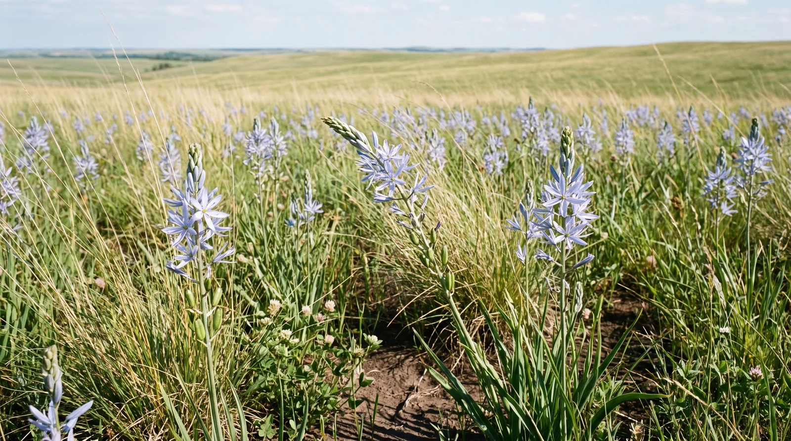 Wild hyacinth Camassia blooming loosely in a tall native prairie meadow.