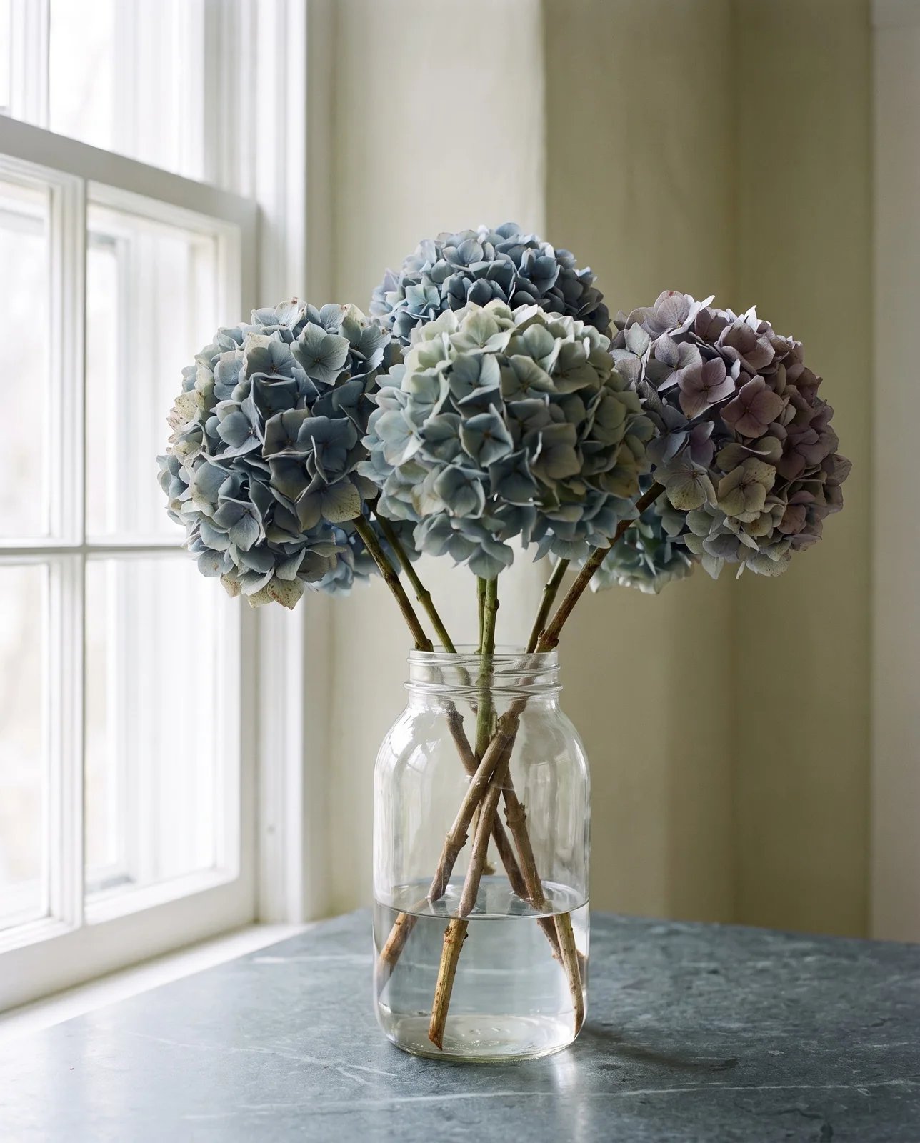Fresh cut hydrangea stems standing in one inch of water in jar