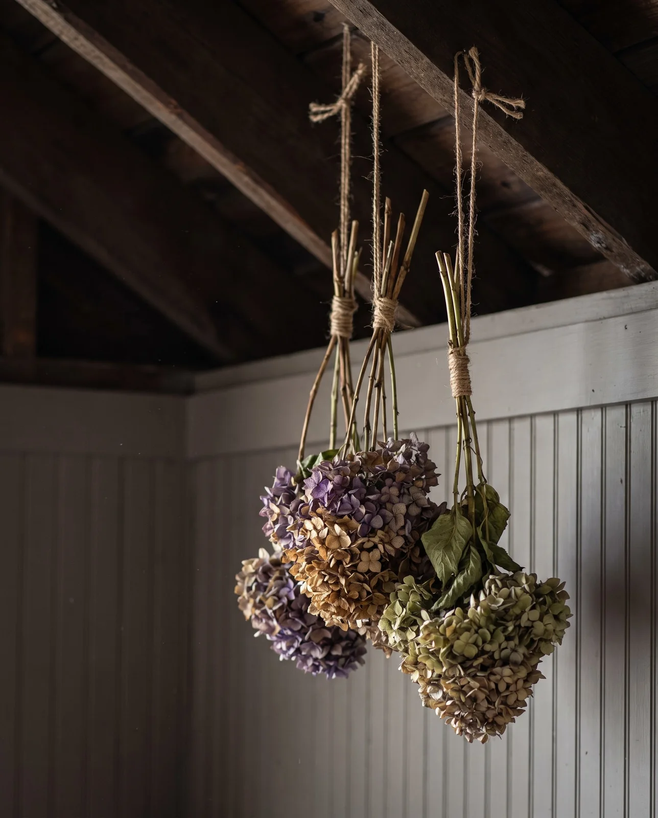 Bundles of cut hydrangeas hanging upside down from wooden beam to dry