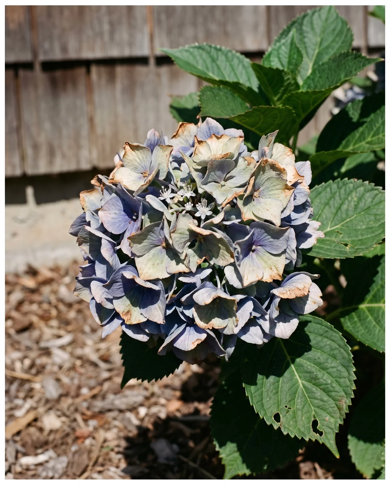 Mophead hydrangea blooms showing papery texture and color fade on garden shrub