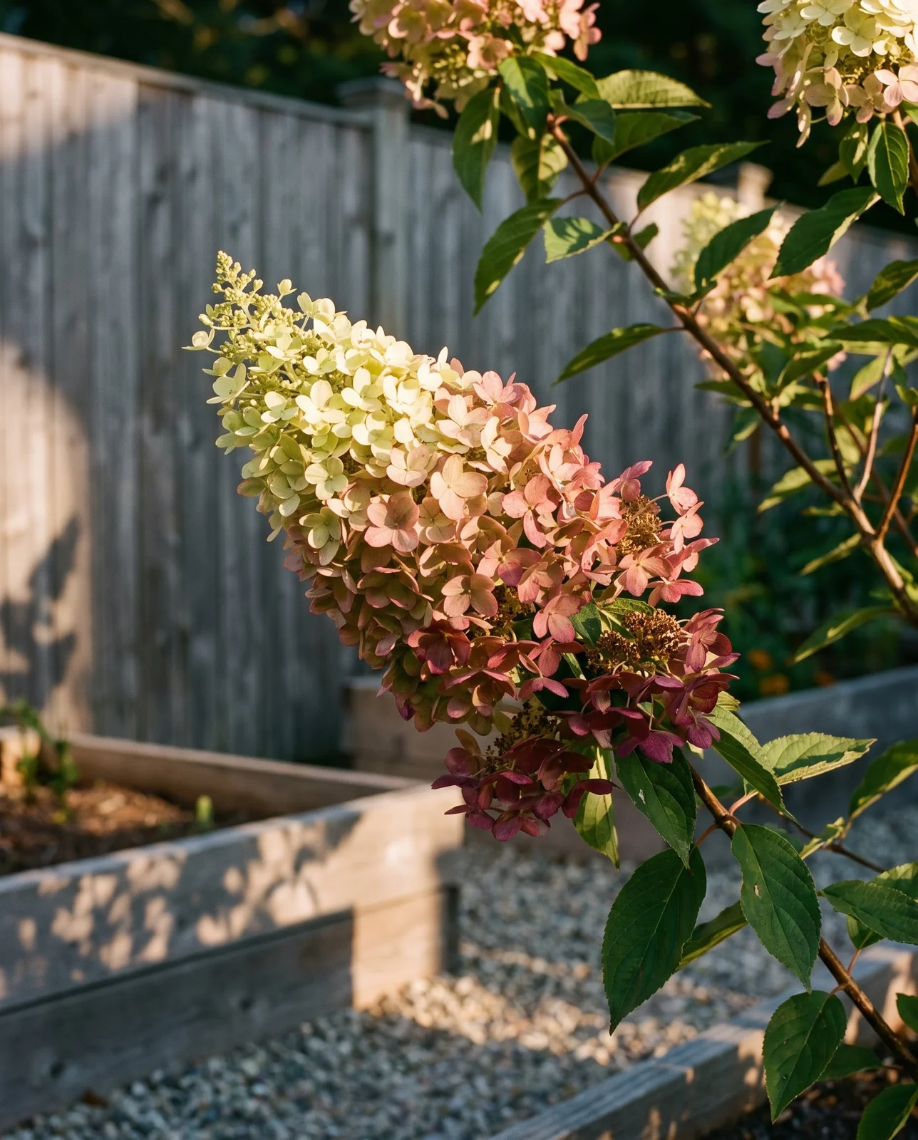 Paniculata hydrangea blooms shifting to dusty pink and burgundy on the plant