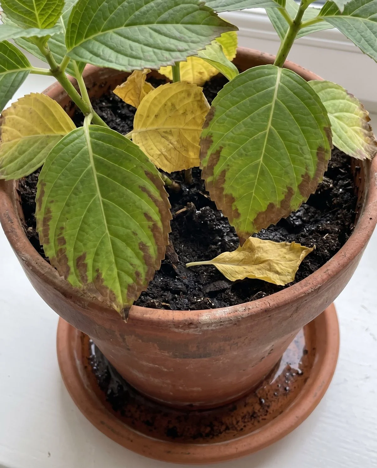 Hydrangea leaves browning in a band along their edges with older leaves turning yellow behind them