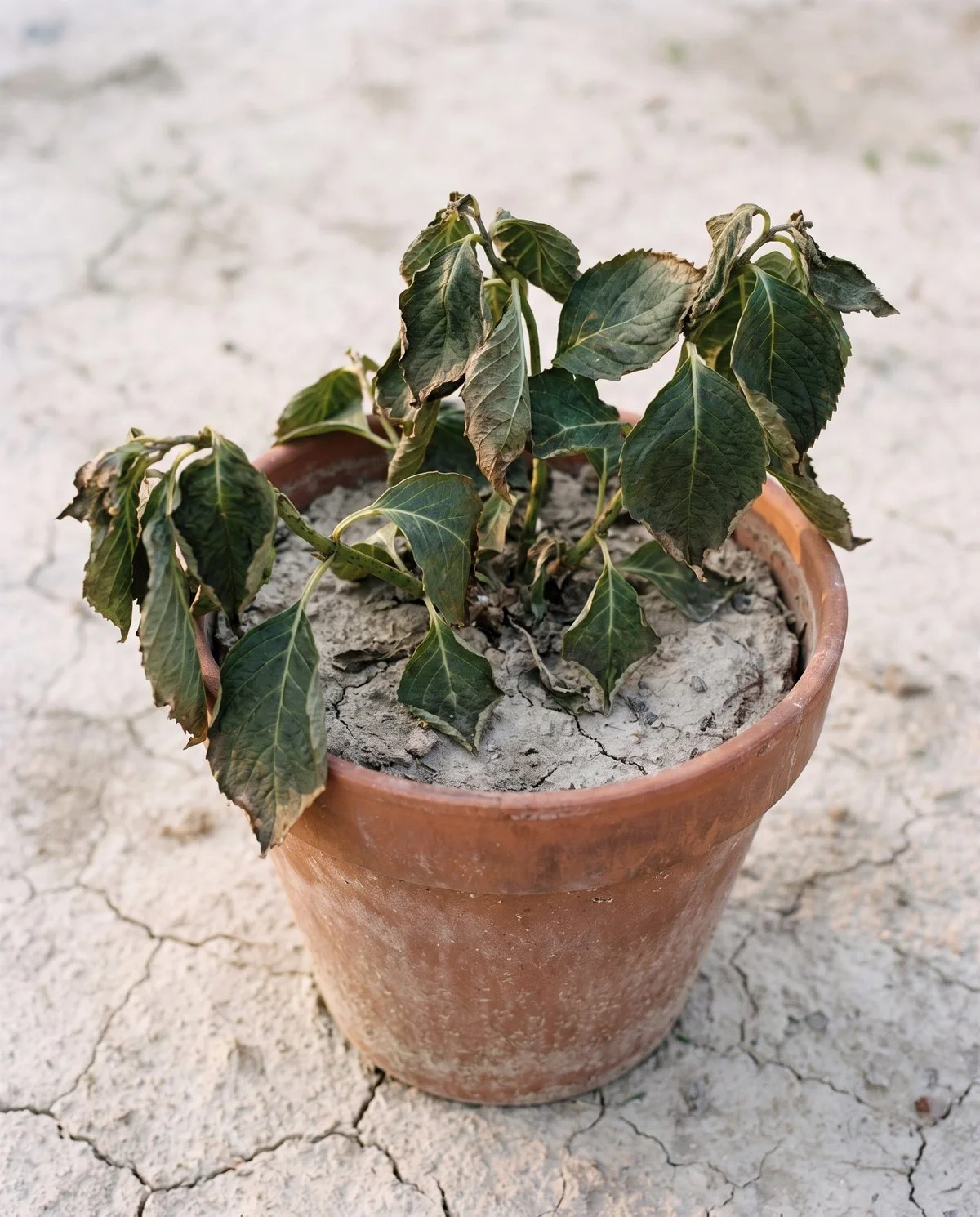 Hydrangea leaves dried to a brittle crisp, curling inward and drooping, over cracked dry soil