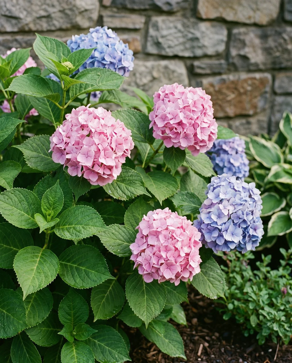 The same hydrangea the following morning with every leaf held flat and firm again
