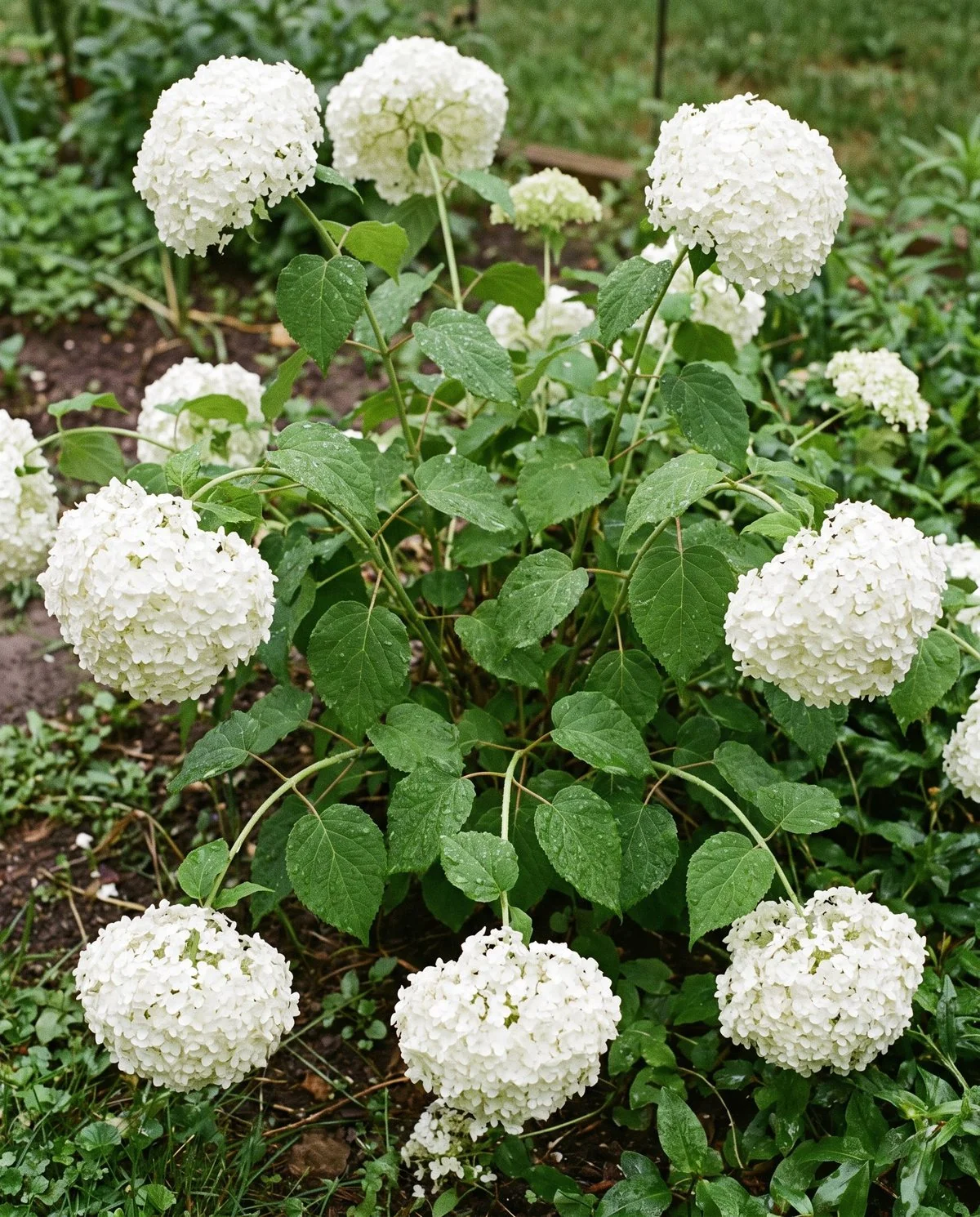 A smooth hydrangea with very large round white heads on soft stems bending outward under their own weight