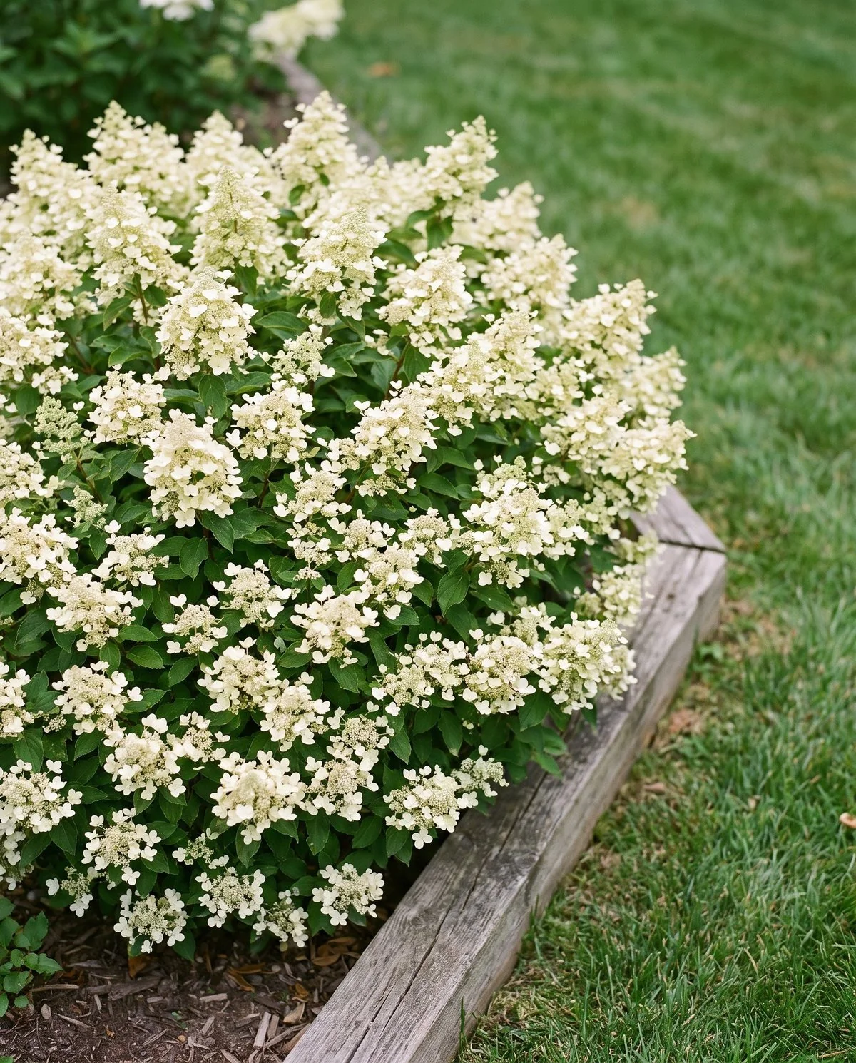 A knee-high dwarf panicle hydrangea densely covered in small upright cone-shaped heads