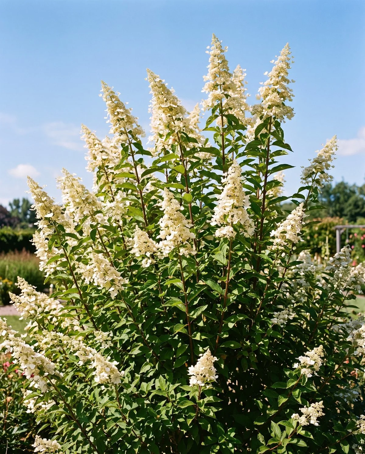 A large panicle hydrangea covered in upright cone-shaped flower heads on strong upright stems