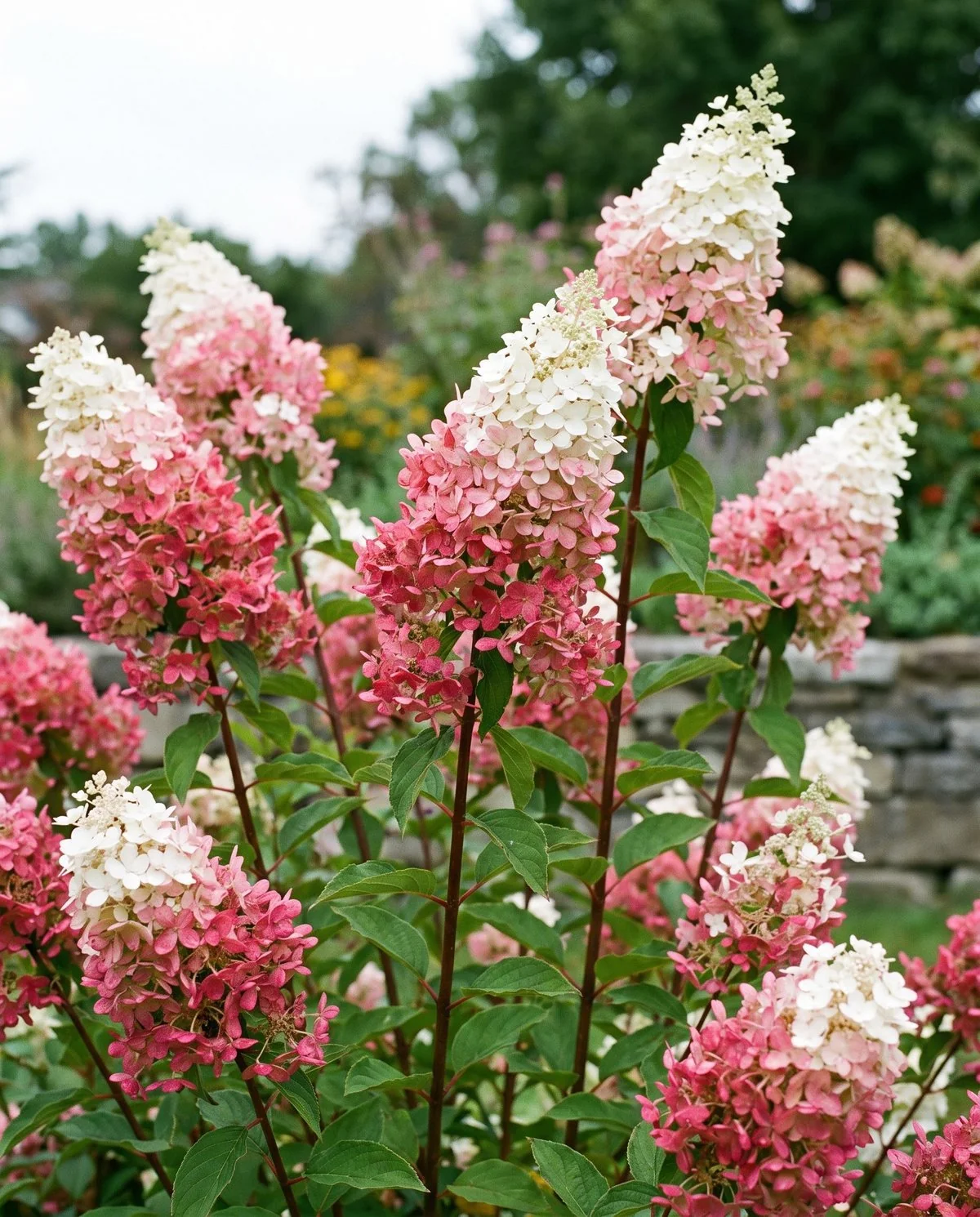 A panicle hydrangea whose cone-shaped heads are dark pink at the base and still white at the tips
