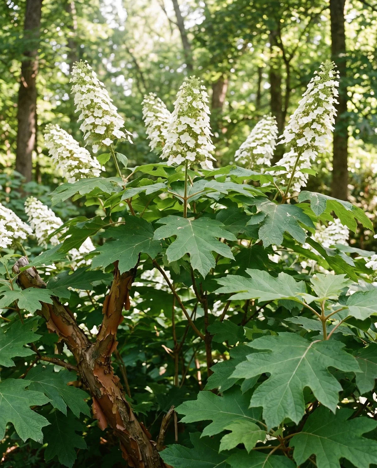 An oakleaf hydrangea with upright cone-shaped white heads above large lobed oak-like leaves