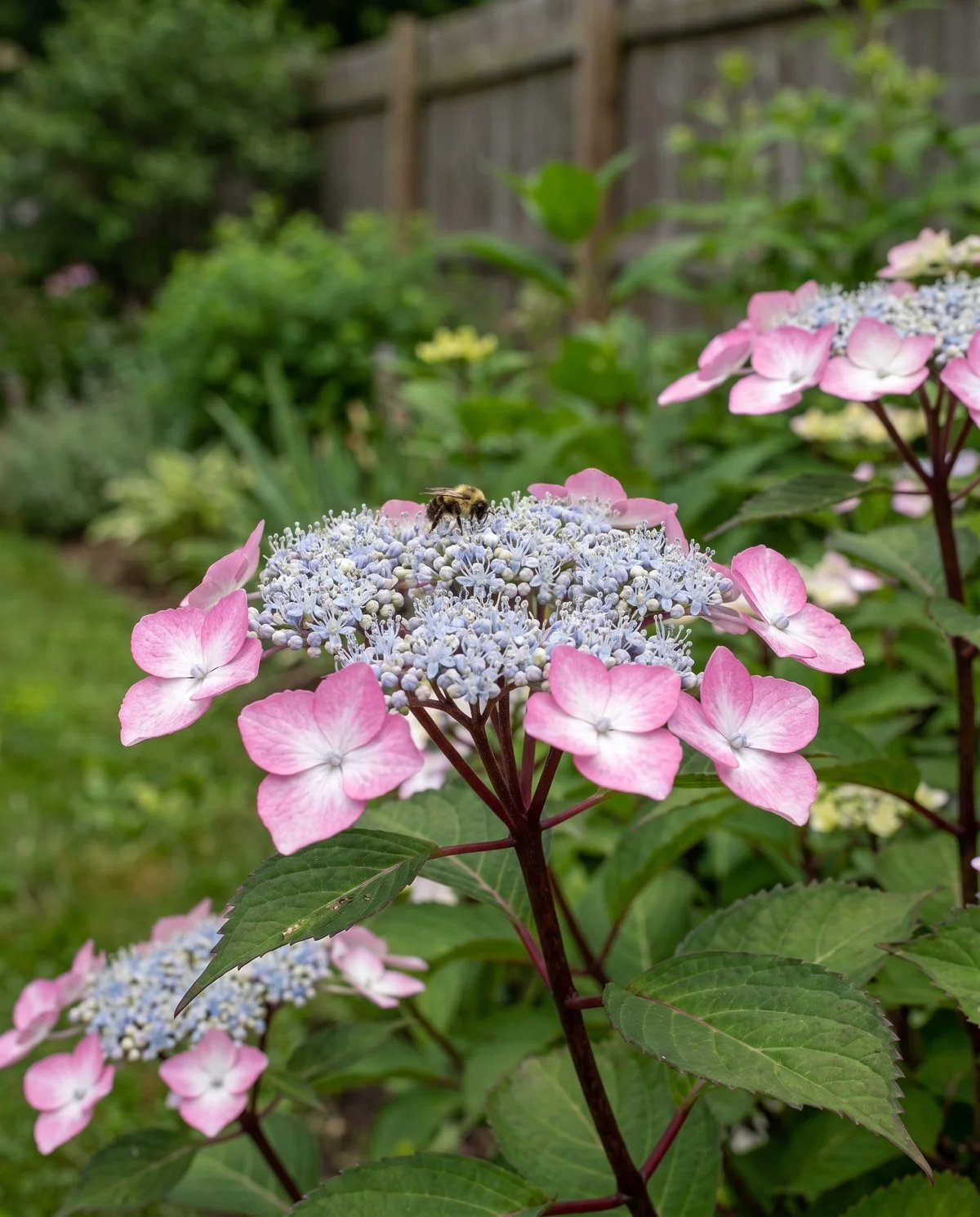 A lacecap hydrangea with flat flower heads ringed by large florets around tiny fertile centres, on red stems