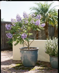 jacaranda gallery bonsai blue pot patio