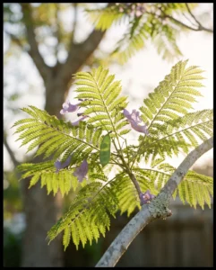 jacaranda gallery fern foliage light