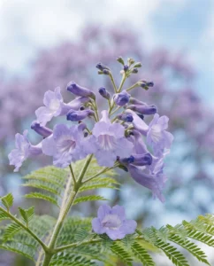 jacaranda gallery flower macro trumpets