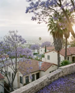 jacaranda gallery hazy morning hillside crowns