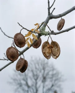 jacaranda gallery seed pods winter branch