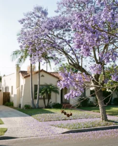 Jacaranda flower