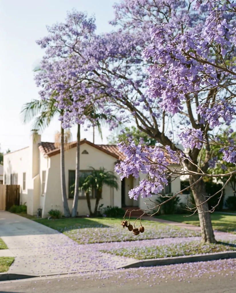A mature jacaranda in full lavender-blue bloom over a residential street with fallen flowers on the pavement