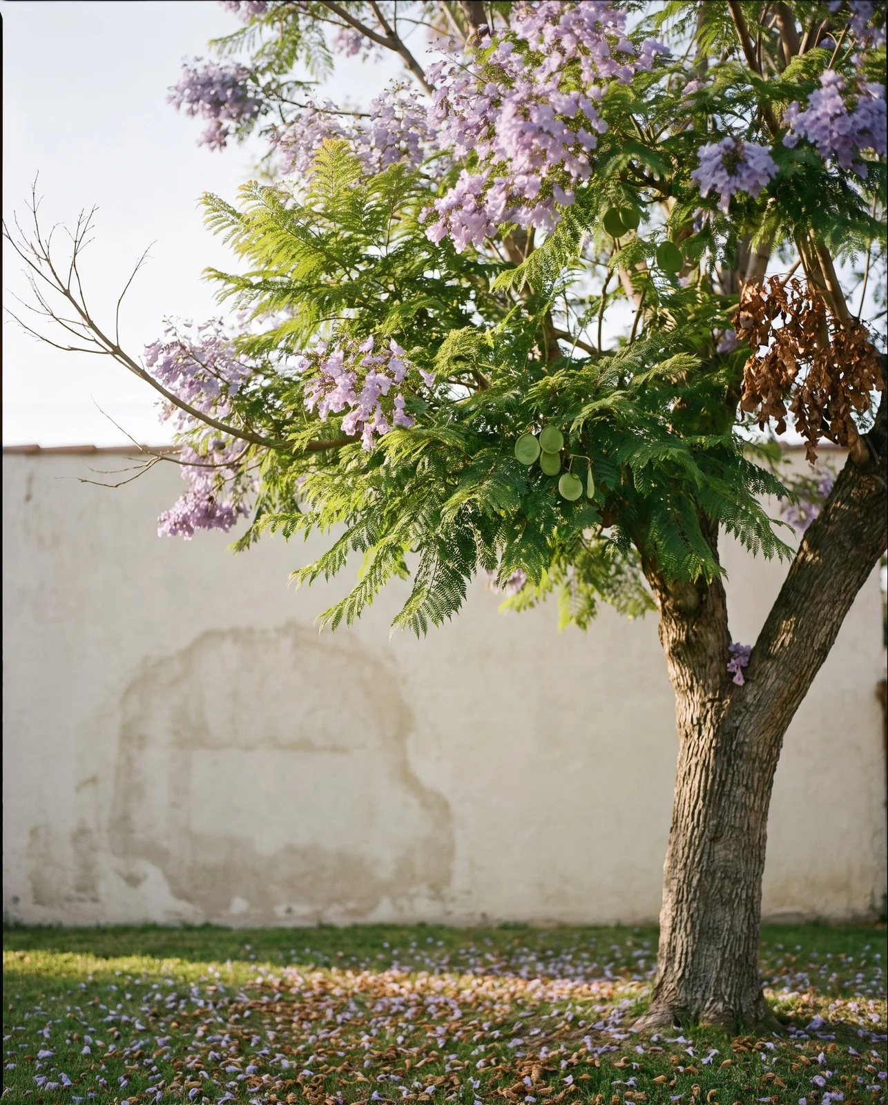 A jacaranda in late June with lavender flowers thinning among fresh green fern-like leaves