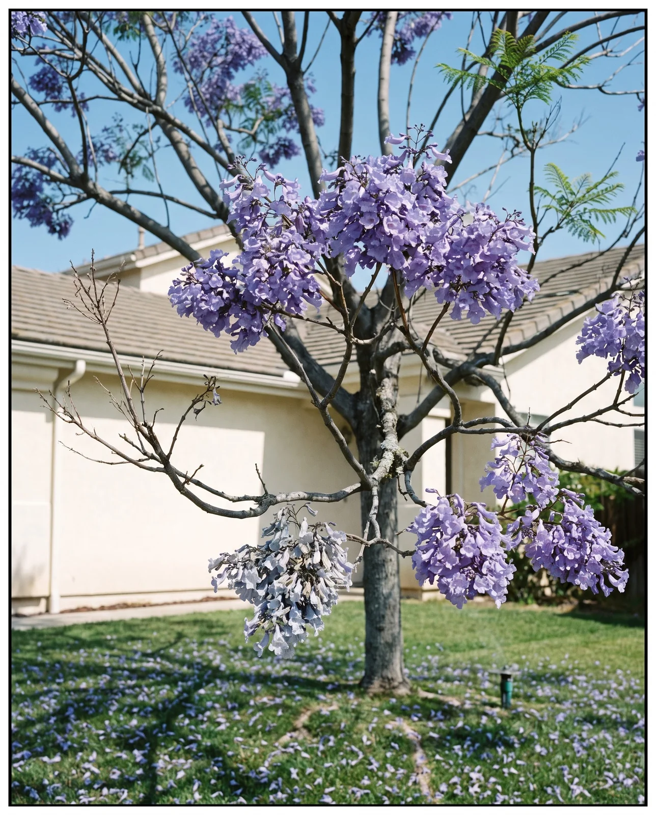 A jacaranda in full flower with almost no leaves, the bare grey branches showing through the lavender crown
