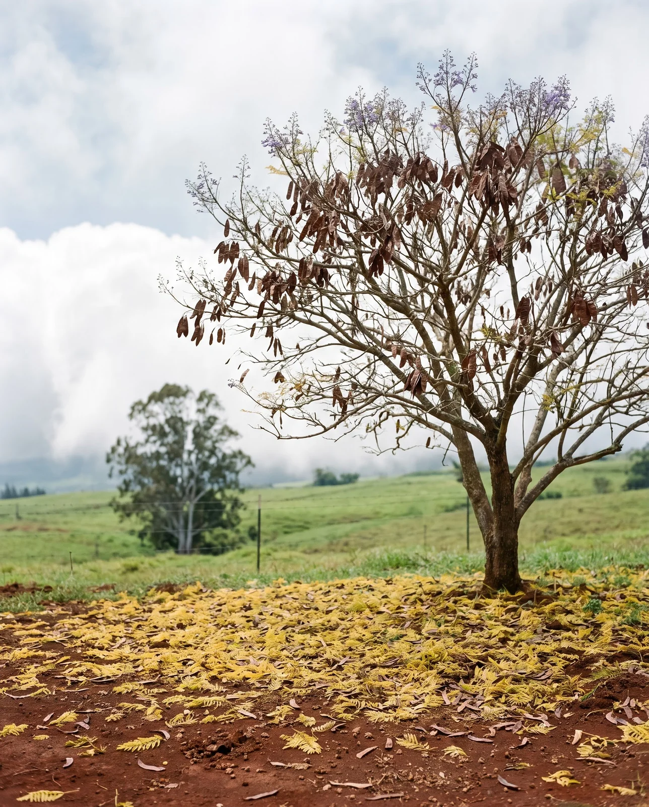 A jacaranda on a Hawaiian hillside dropping yellowed leaves and seed pods before its bloom with green slopes behind