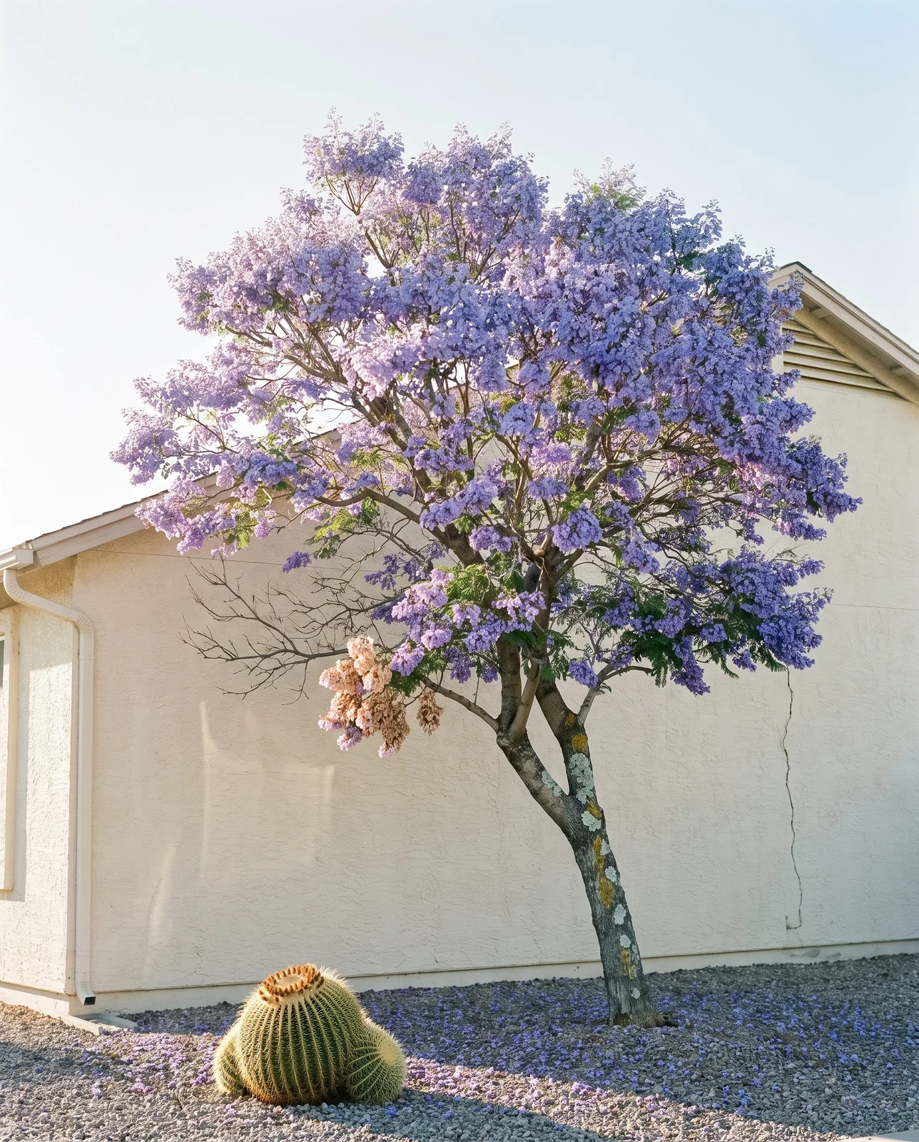 A healthy jacaranda in bloom planted on the warm south side of a stucco house in a mild-winter yard