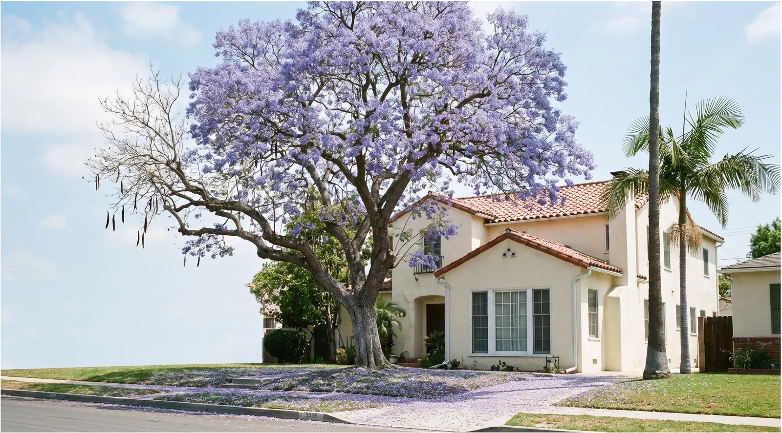 Wide view of a mature jacaranda in bloom taller and wider than the two-story house beside it