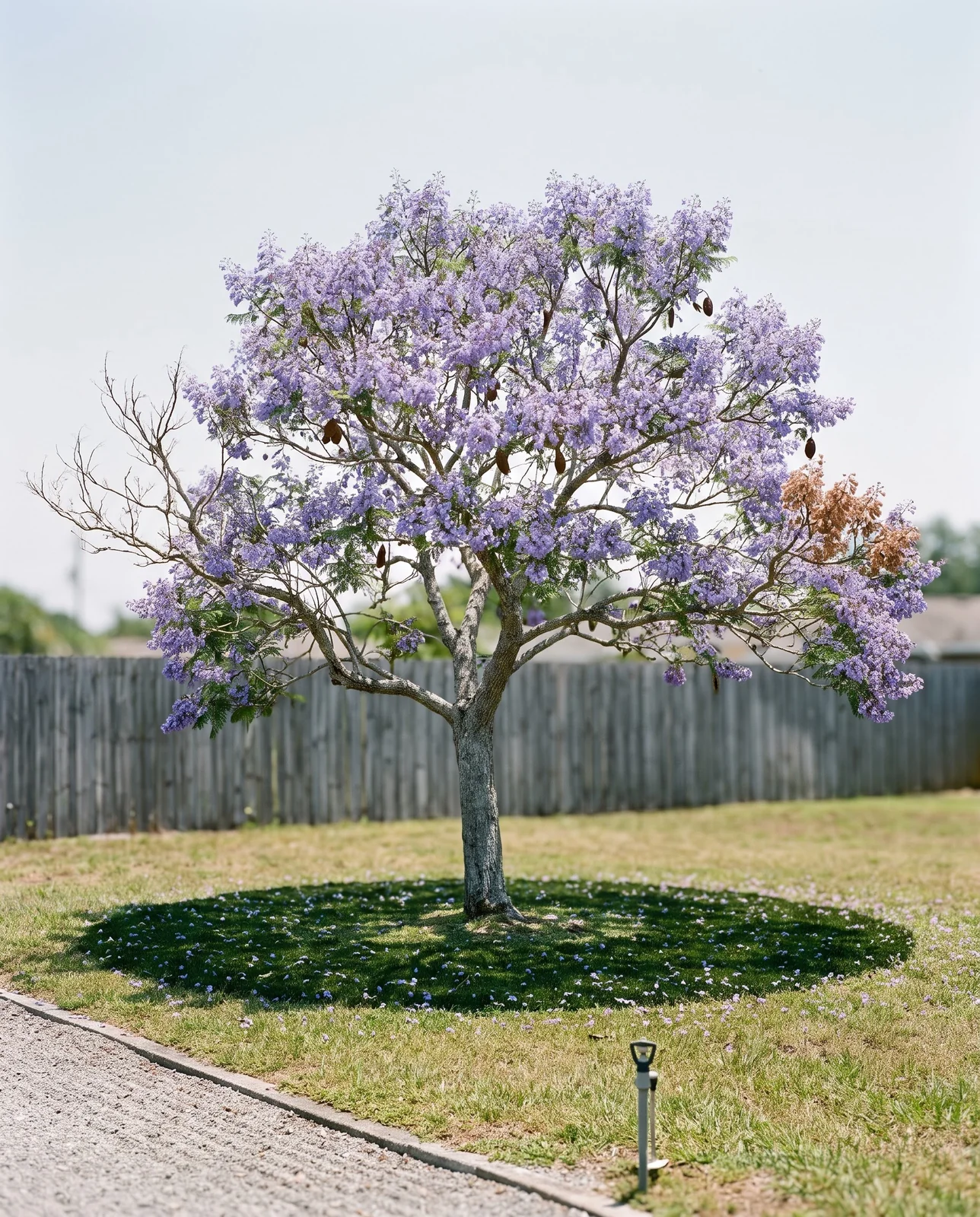 A jacaranda in full bloom standing alone in an open sunny lawn with a round shadow beneath it