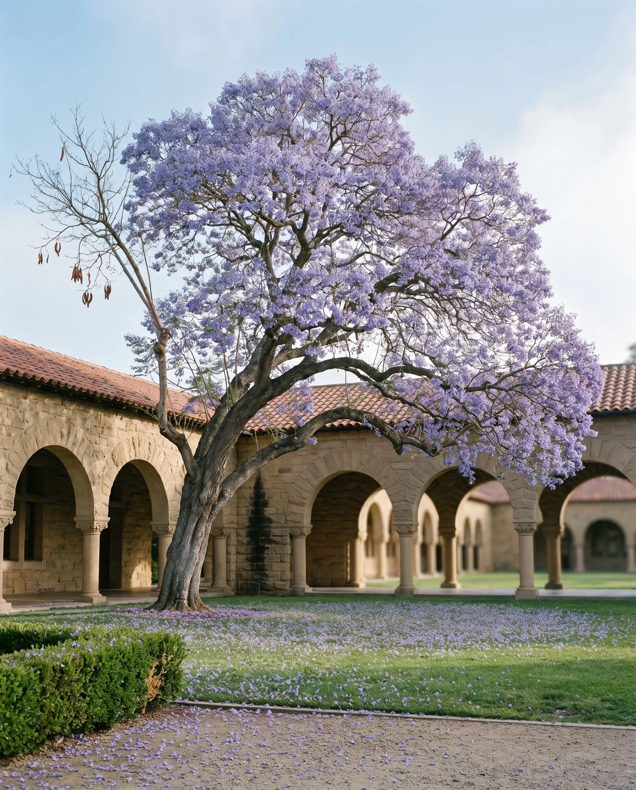 An old jacaranda in full bloom in a sandstone campus quad with a carpet of flowers on the lawn